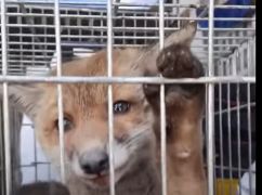 На Харьковщине собака спасла лисенка: Кадры с хищником