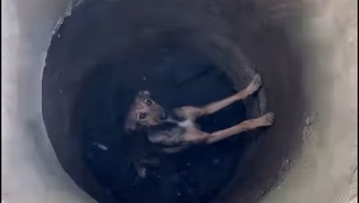 На Харьковщине собака просидела 8 дней в колодце: Видео спасения животного