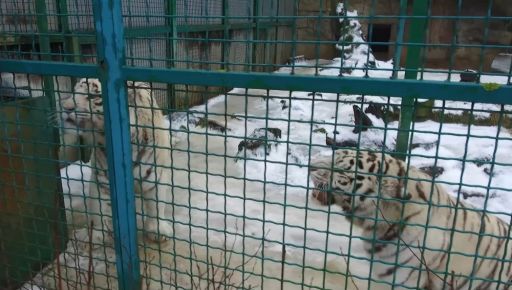 До харківського Екопарку повернули білих тигрів