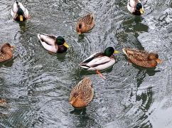 Синоптики рассказали, каким будет 8 марта в Харьковской области