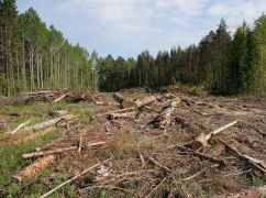 Начальник отдела в "Харьковлесозащите" подозревается в уничтожении лесов на Донбассе