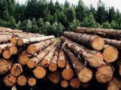 Эксдиректора лесхоза в Харьковской области будут судить за незаконную продажу древесины на 50 млн грн – НАБУ