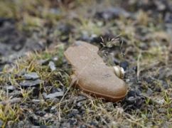 На Харківщині чоловік підірвався на вибуховому пристрої та загинув