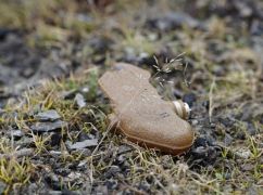 У Харківській області авто наїхало на вибухонебезпечний предмет, поранений пенсіонер
