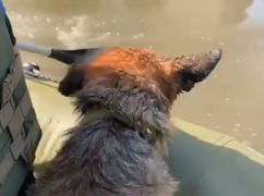 Харьковские зооволонтеры спасают животных в зоне Каховской катастрофы: Видео первой эвакуации