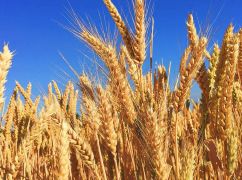 Стало известно, почему просела урожайность на Харьковщине