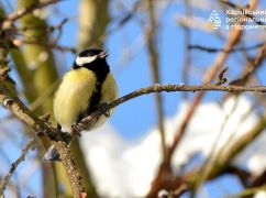 Тиждень на Харківщині почнеться зі снігу: прогноз погоди на 23 лютого