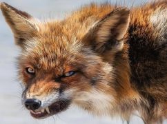 Под Харьковом объявили карантин из-за бешеной лисы