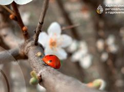 В Харьковской области ожидаются дожди: прогноз погоды на 30 марта