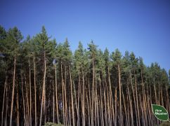 На знищених війною територіях Харківщини висадять 330 тис. дерев