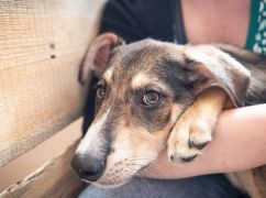 У Харкові за місяць найшли нові домівки понад 100 безпритульних тварин