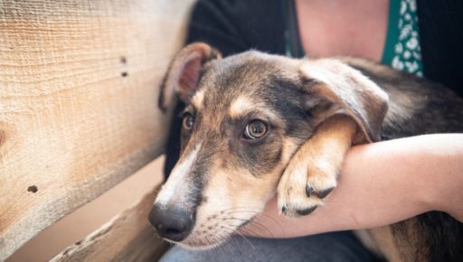 У Харкові за місяць найшли нові домівки понад 100 безпритульних тварин