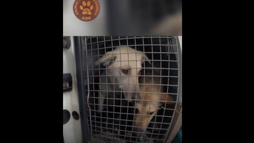 Харьковские волонтеры эвакуировали с фронта 34 животных: видео спасения