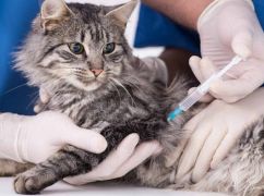 Стало известно, где в Харькове в течение сентября можно привить животных от бешенства (СПИСОК АДРЕС)