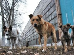 В Харьковской области возросло количество пострадавших от бездомных животных