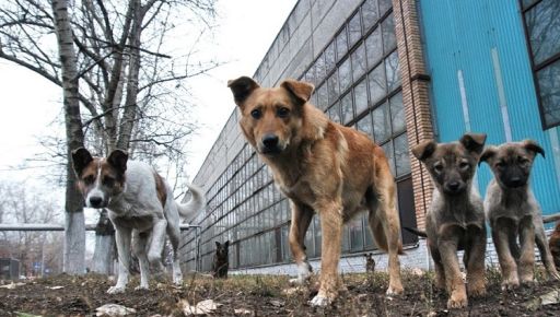 На Харківщині зросла кількість постраждалих від безпритульних тварин