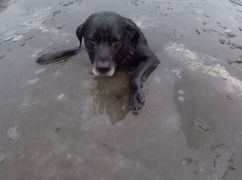 Втекла за господарями: у Харкові собака опинилася у крижаній водоймі