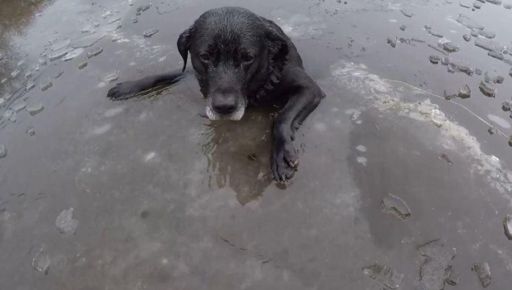 Побежала за хозяевами: в Харькове собака оказалась в ледяном водоеме