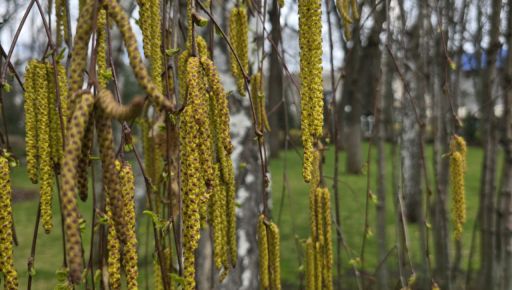 Без нічних заморозків та з весняним теплом: яким буде понеділок на Харківщини