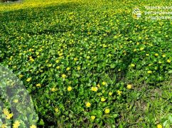 Синоптики рассказали о начале рабочей недели в Харьковской области: прогноз на 20 апреля