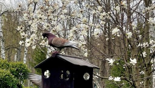 На Харківщині очікуються заморозки: прогноз погоди на 12 квітня
