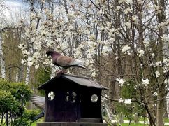 Синоптики прогнозують весняні дощі на Харківщині