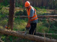Изюмское лесничество после деоккупации в пять раз увеличило заготовку дров
