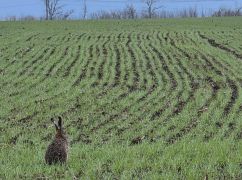 В Харьковской области в 2026 году планируют засеять около 1,4 млн гектаров сельхозкультур