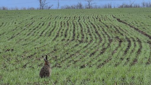 В Харьковской области в 2026 году планируют засеять около 1,4 млн гектаров сельхозкультур