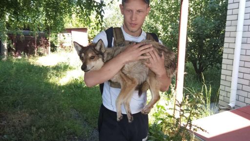 Тварин з "сірої зони" на Харківщині врятували волонтери