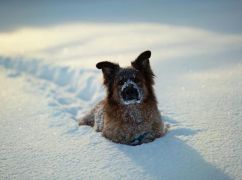 Что ждет Харьков 15 января: прогноз погоды