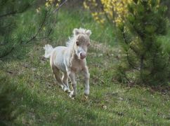 В Экопарке под Харьковом родился жеребенок из самой маленькой породы лошадей