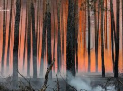 На Донеччині та Харківщині палає ліс: Вогонь знищив понад 150 приватних будинків