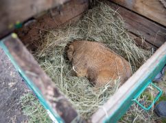 Прогноз харківського байбака Тимка: коли чекати весну у 2026 році