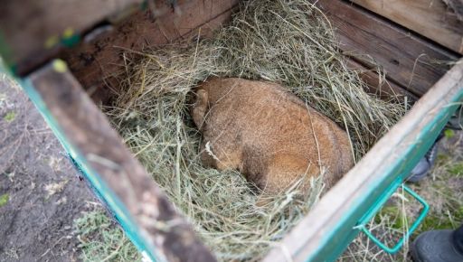 Прогноз харьковского сурка Тимка: когда ждать весну в 2026 году