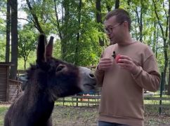 В харьковский Экопарк привезли осла из прифронтовой Константиновки