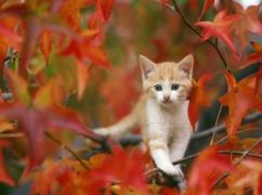 Синоптики розповіли, якої погоди чекати в Харкові та області 30 жовтня