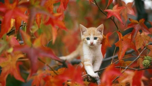 Синоптики рассказали, какой погоды ждать в Харькове и области 30 октября