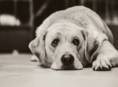 На Харьковщине будут судить мужчину, который застрелил собаку и выбросил ее в мусорный бак