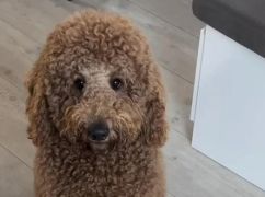 Проиграл спор: почему у собаки харьковского певца Дантеса имя Василий