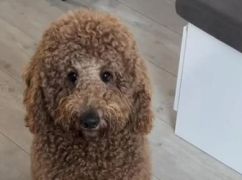 "Василь, я тебе люблю": харківська співачка KOLA публічно освідчилася в коханні псу Дантеса