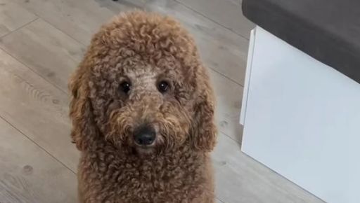 "Василь, я тебе люблю": харківська співачка KOLA публічно освідчилася в коханні псу Дантеса