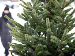 Стало відомо, скільки коштує найдешевша ялинка в Харкові