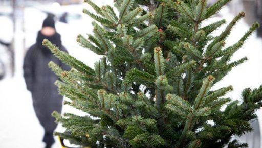 Стало известно, сколько стоит самая дешевая елка в Харькове