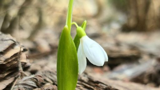 В Харькове появился первый подснежник (ФОТОФАКТ)