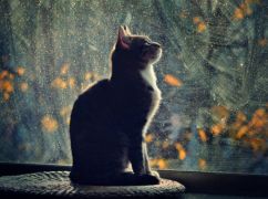 Стало известно, какой погоды ждать на Харьковщине 22 октября