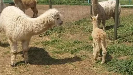 У Харкові в родині альпак народився малюк