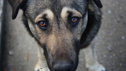 На Харківщині двоє пенсіонерів били молотком, а потім втопили домашнього собаку - поліція