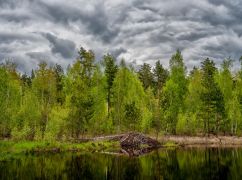 Війна не зупиняє захист природи: Харківська область, попри обстріли, розширює заповідні території та парки