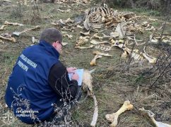 В Харьковской области нашли "кладбище" животных костей: кадры с места